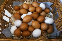 p1010936_53603425554_l